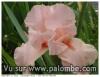 iris 2013