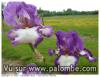iris