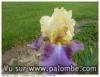 iris
