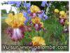 iris