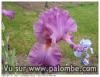 iris