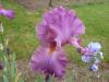 iris