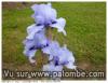 iris