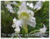 orchidée