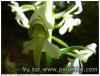 orchidée