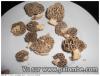 morilles