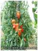 tomates