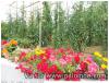 tomates