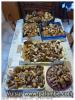 cepes 2015