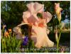iris 2016