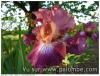 iris 2016