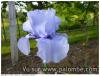 iris 2016