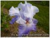 iris 2016