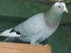 pigeon sur fil