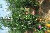 tomates