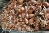 echalottes