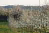 pruniers en fleurs