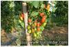 tomates cerises