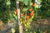 tomates cerises