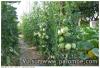 Tomates coeur de boeuf