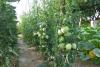 Tomates coeur de boeuf