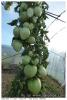 tomates