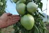 tomate