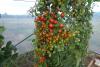 tomates cerise