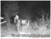 Petite visiteuse nocturne