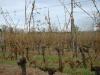 les vignes