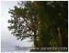 MON ARBRE DR TIRE