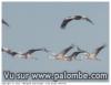 Les grues