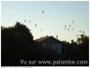migration