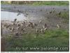 petit oiseaux