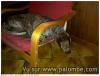 action de chasse