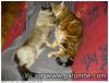 mes chattes