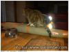 a la chasse