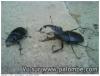 chasse dangereuse