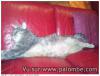 miaou