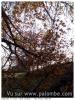 mon arbre à palombe