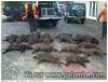 Chasse au sanglier