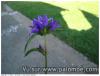 Quelle est cette fleur des champs?