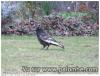 corbeau bizarre