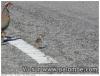 attention en traversant