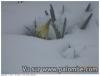 jonquille sous la neige