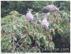 Elles adorent les cerises