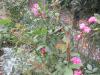 Le printemps en avance