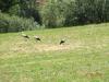 Cigognes vues en cantabrie
