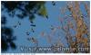palombes en cour de migration 2012