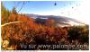 pose de palombes d'automne